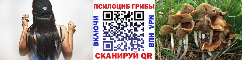 наркотики  Строитель  hydra ССЫЛКА  Псилоцибиновые грибы Cubensis 